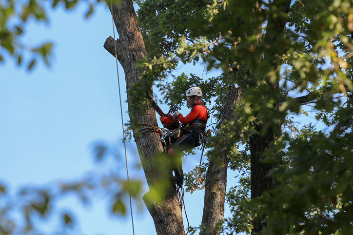 A Professional Climber On A Tree In Protective Ammunition And With A Saw For Felling Cuts A Tall Tree In Parts